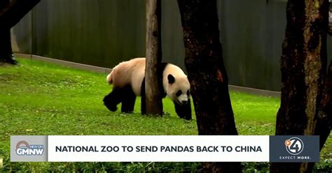 why are we sending pandas back to china